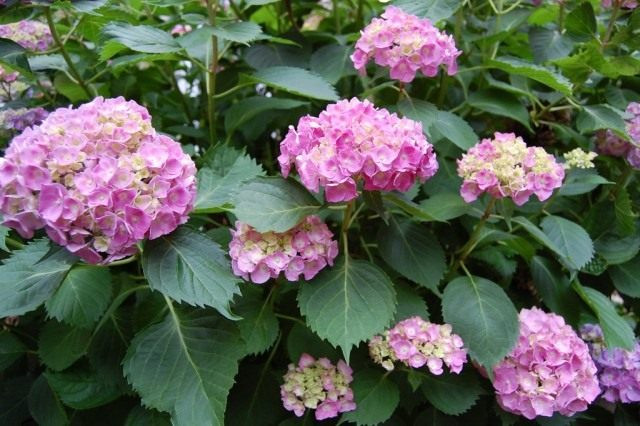 Гортензия (Hydrangea)