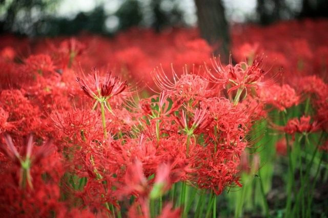 Ликорис лучистый (Lycoris radiata)