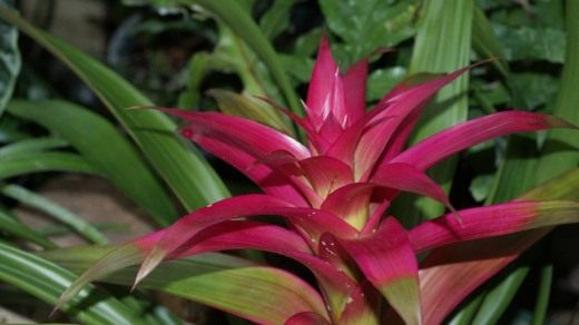 Гузмания (Guzmania)