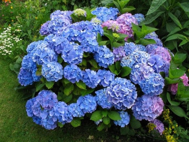 Гортензия (Hydrangea)