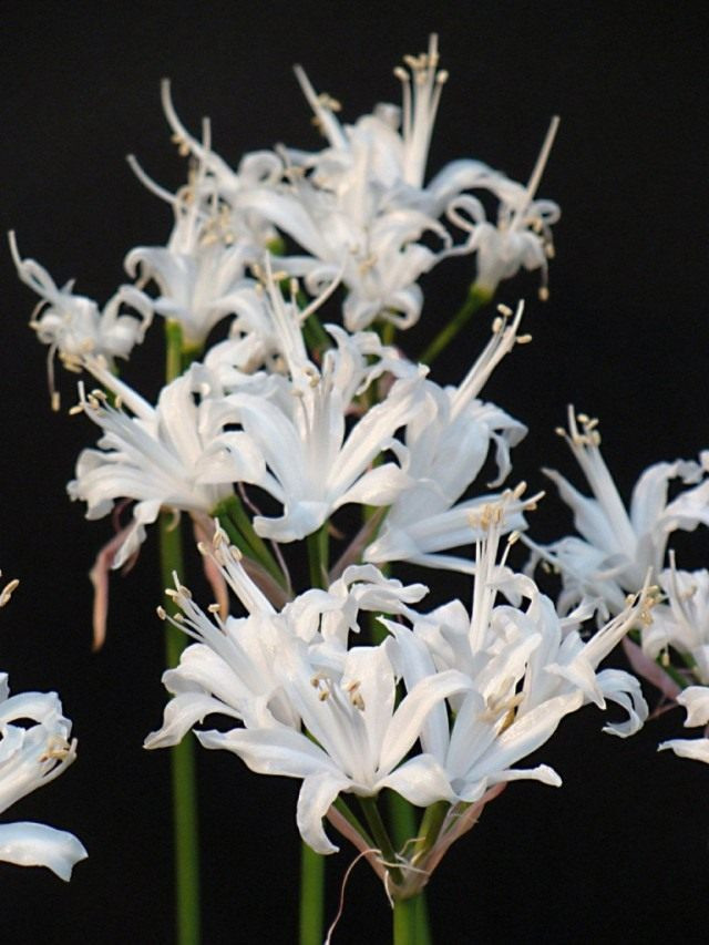 Ликорис белоцветковый (Lycoris albiflora)